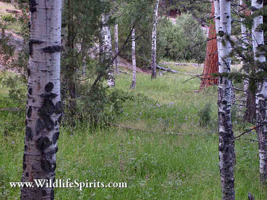Click Picture to send as an  E-PostCard 65k 550x412